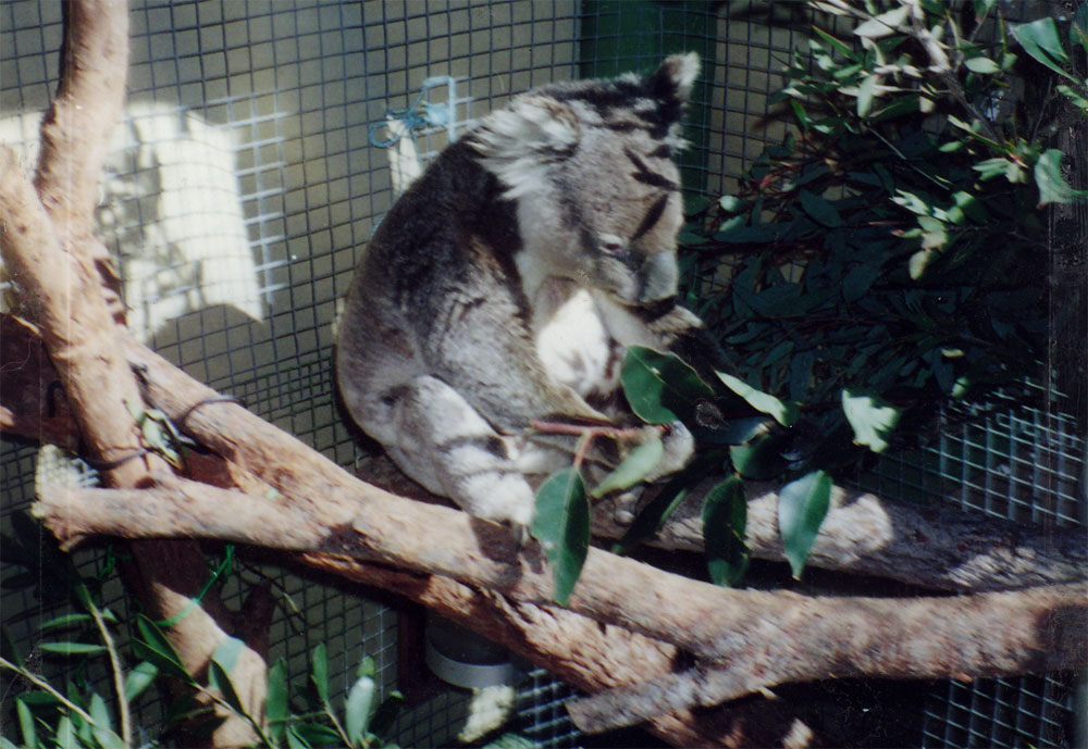 koala-display-006-1000px